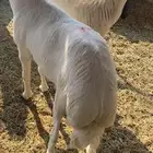 طليان حريات ناهية