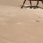 للبيع حق مجهم