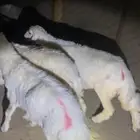 حريات