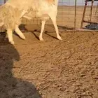 خروف فحل مشروط