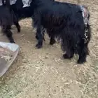 معزاء عوارض ثنيه ورباع