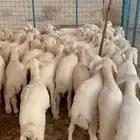 بهم تربيه تم البيع اصغط متابعه يصلك كل جديد