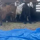تيوس كفو العدد 7