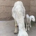 للبيع حريه والد