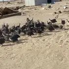 حبش بياض ونضيف