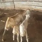 نعجه تحتها اثنين رخل وفرير