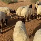خرفان نعيم