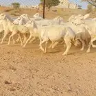 غنم حريات حرش صنف فاخر 20 بفحلها