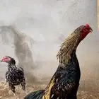 ديك سندي المجاردة