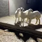 رخال مقنوي