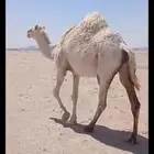 لقحات 2 وضحا وصفرا.