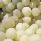 عنب طائفي طازج
