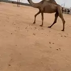 للبيع ضريبه مبيوع ولدها قبل شهر