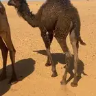 قعود طيب بري