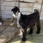 تيس عارضي خصم معرف