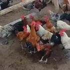 دجاج بلدي
