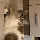 قطه انثى شيرازيه (للبيع)