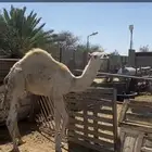 قعود مبدا وبكره لبانيه للبيع
