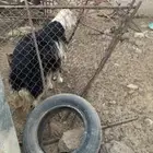 خروف نجدي للبيع