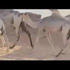 قعود مشروع فحل اشقح للبيع.القناي الله يرزقه