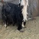 طلي للبيع