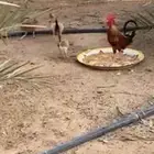 دجاج 6 حبات و حد ديك