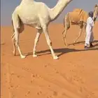 قعود باتلي جده عليان الحيسوني كفووو