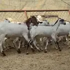 عرس كفو كفو ذبايح 10تيوس و10عنقان شحم فل