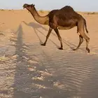 لقحه لها ف القاح 9 شهور سنها رباع الموقع شرق رنيه