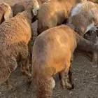 طليان سواكن جبر