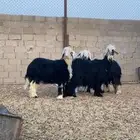 نجد طيبه ثنيه والباقي جذعات تم البيع