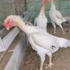 شامو ياباني
