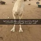 للبيع ضروبه رباع
