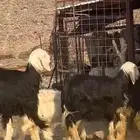 رخال جذعات صنف طيب