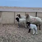 للبيع نعيم مواليد