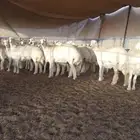 ذبايح حريه من البر مع الذبح والتوصيل