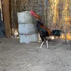 الموقع المندسة