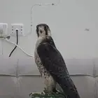 مطلوب صقر وكري