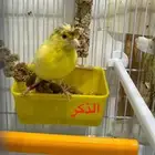 جوز منتج مع 4فروخ والذكر مغرد نار