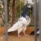جوز تيدي بيور
