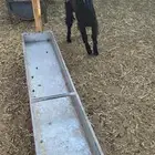 للبيع تيس عارضي