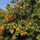 يوجد لدينا برتقال (يوسف فندي الملكي و ابو صره و ليمون)