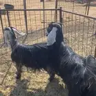 جفرات. حيل وحده جذعه. والثانيه رباع