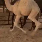 للبيع 3 قعدان صحه وشحم فل