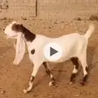 معزا حجازيات