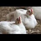 مسلخ دجاج