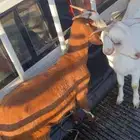 عناقين فل شحم