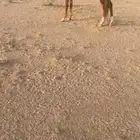 حصان شعبي