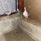 صوص دجاج رومي