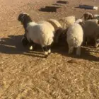 خرفان ورخال جميع الاحجام متوفره كلهاء جذعان